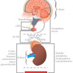 Sensual mindfulness and your brain