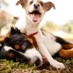 The Joyful Mystery of Animal Play