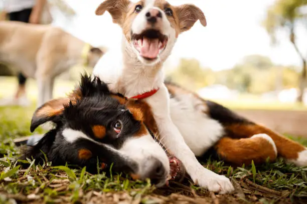 The Joyful Mystery of Animal Play